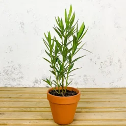 Nerium oleander rosa (Adelfa)