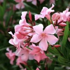 Nerium oleander rosa en Copa (Adelfa)