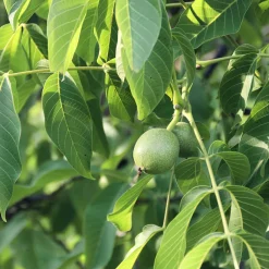 Nogal (Juglans regia)