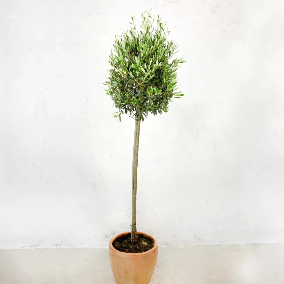 Olivo en Copa (olea europaea)