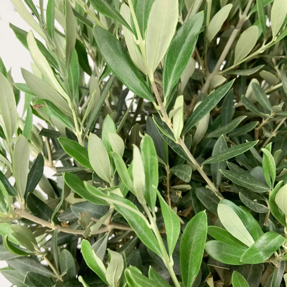 Olivo en Copa (olea europaea)