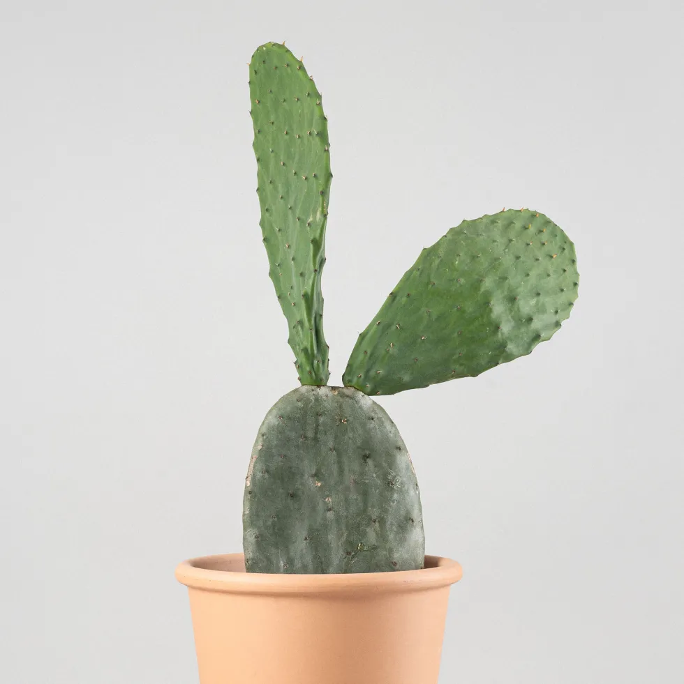 Opuntia 'Titania'