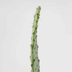 Opuntia 'Titania'