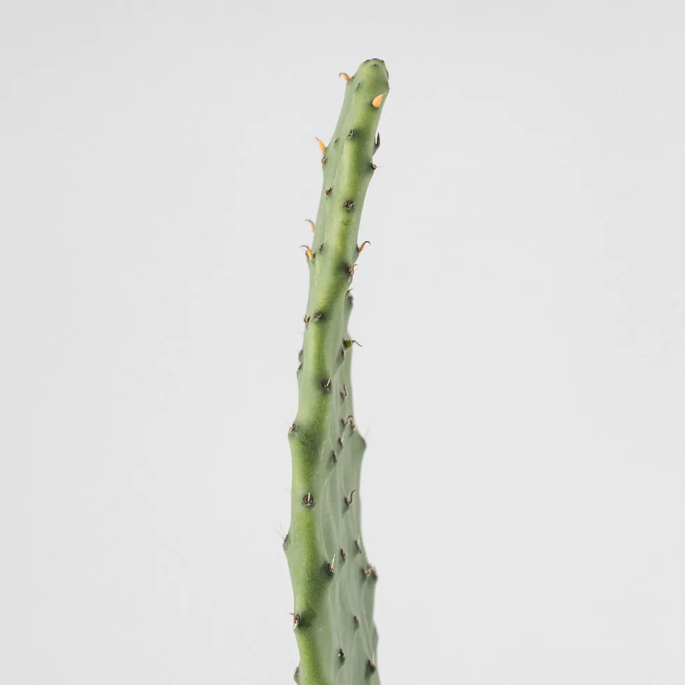 Opuntia 'Titania'
