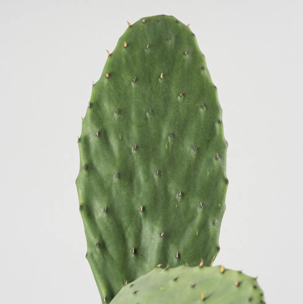 Opuntia 'Titania'
