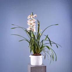Orquídea Cymbidium