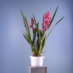 Orquídea Cymbidium