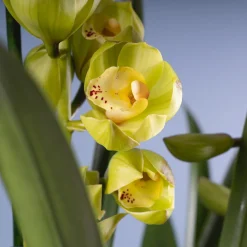 Orquídea Cymbidium