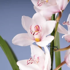 Orquídea Cymbidium
