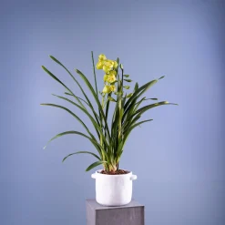 Orquídea Cymbidium