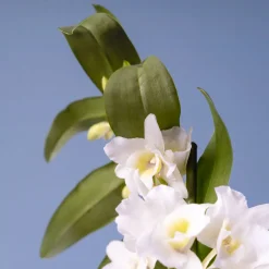 Orquídea Dendrobium nobile
