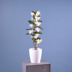 Orquídea Dendrobium nobile