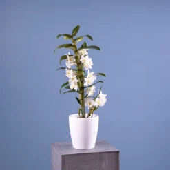 Orquídea Dendrobium nobile