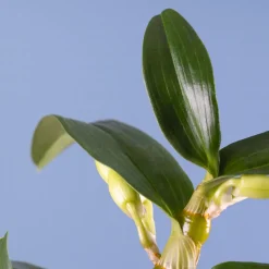 Orquídea Dendrobium nobile