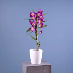 Orquídea Dendrobium nobile