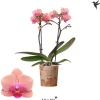 Orquídea Kolibri 'Jemen'