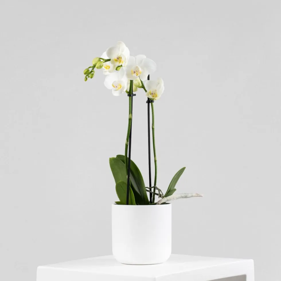 Orquídea Kolibri 'Sweeden'