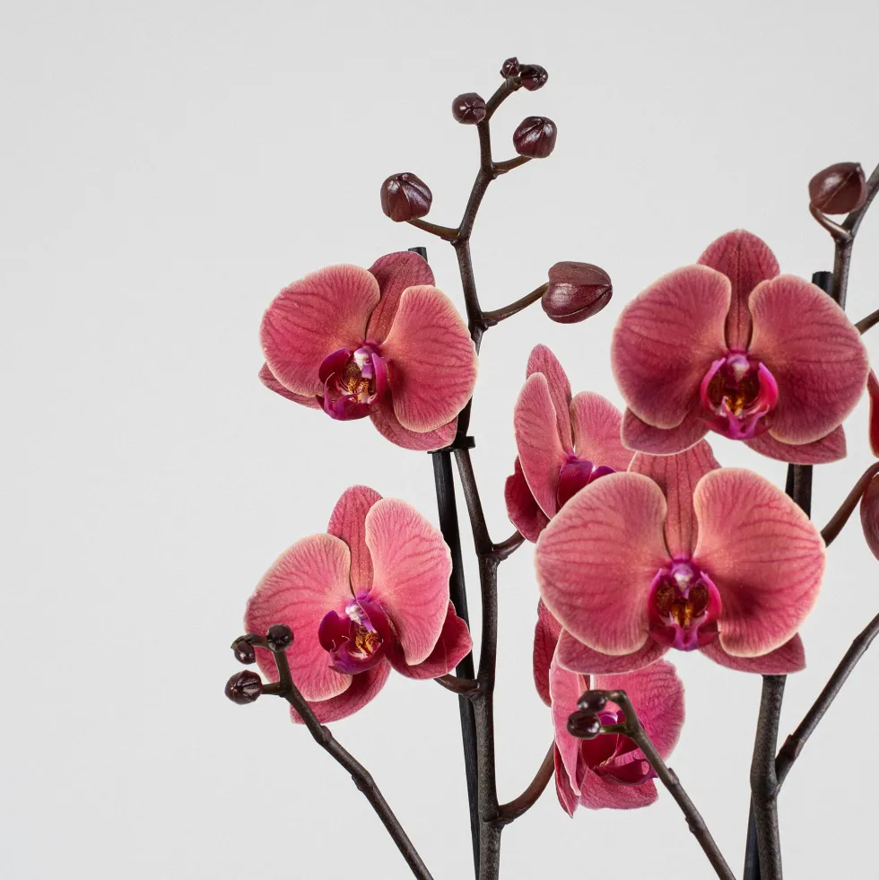 Orquídea Phalaenopsis 'Asian Coral'