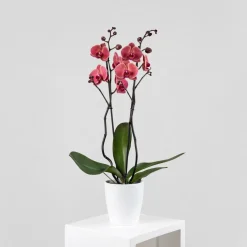 Orquídea Phalaenopsis 'Asian Coral'