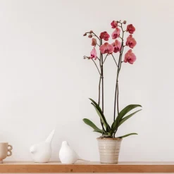 Orquídea Phalaenopsis 'Asian Coral'