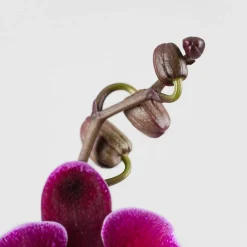 Orquídea Phalaenopsis 'Benny Lembongan'