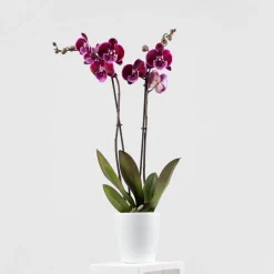 Orquídea Phalaenopsis 'Benny Lembongan'