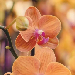 Orquídea Phalaenopsis 'Bologna'