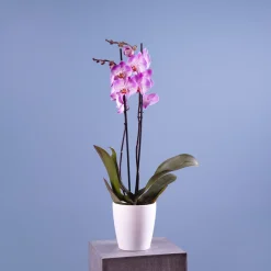 Orquídea Phalaenopsis 'Jillion'
