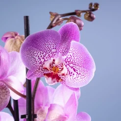 Orquídea Phalaenopsis 'Jillion'