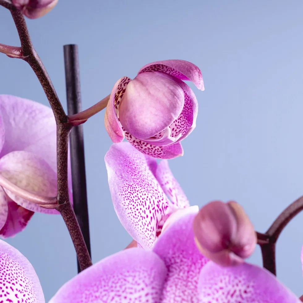 Orquídea Phalaenopsis 'Jillion'