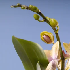 Orquídea Phalaenopsis Mini (varios colores)