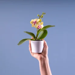 Orquídea Phalaenopsis Mini (varios colores)