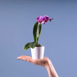 Orquídea Phalaenopsis Mini (varios colores)