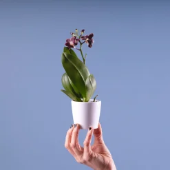 Orquídea Phalaenopsis Mini (varios colores)