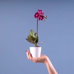Orquídea Phalaenopsis Mini (varios colores)
