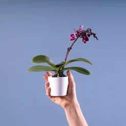 Orquídea Phalaenopsis Mini (varios colores)