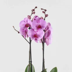 Orquídea Phalaenopsis 'Orlando'