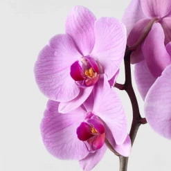 Orquídea Phalaenopsis 'Orlando'