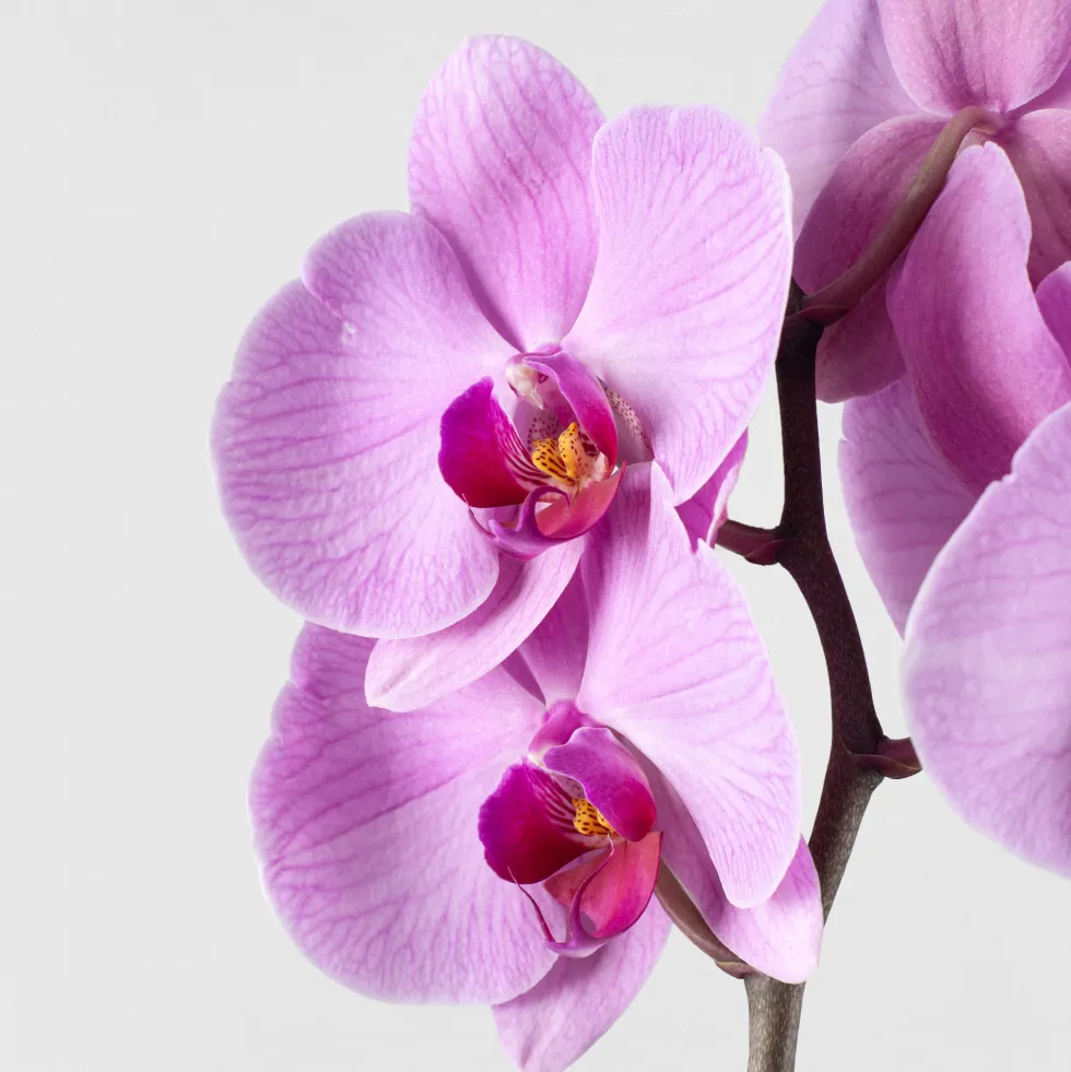 Orquídea Phalaenopsis 'Orlando'