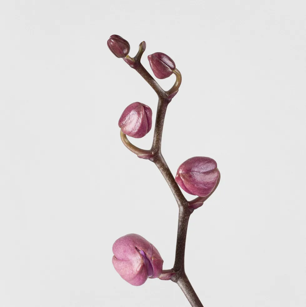 Orquídea Phalaenopsis 'Orlando'