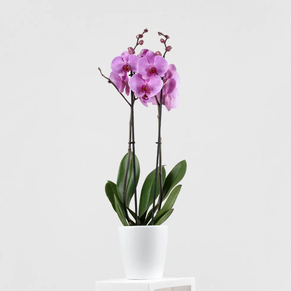 Orquídea Phalaenopsis 'Orlando'