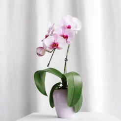 Orquídea Phalaenopsis 'Swan' rosa