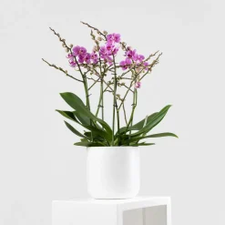 Orquídea Premium Phalaenopsis 'Duetto Friday Flirt'