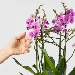 Orquídea Premium Phalaenopsis 'Duetto Friday Flirt'