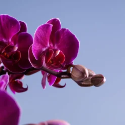 Orquídea Premium Phalaenopsis 'Bellissimo Amore'