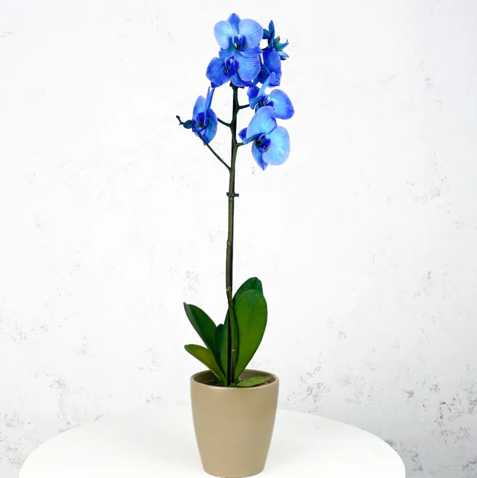 Orquídea Premium Phalaenopsis 'Royal Blue'