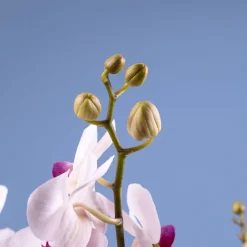 Orquídea Premium Phalaenopsis 'Duetto Safe Haven'