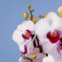 Orquídea Premium Phalaenopsis 'Duetto Safe Haven'