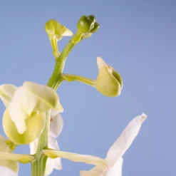 Orquídea Vanda