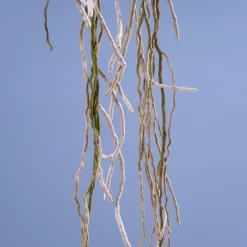 Orquídea Vanda